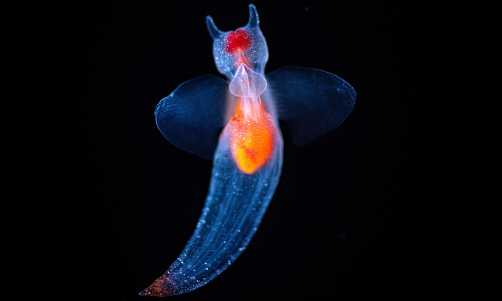 Cận cảnh loài sinh vật biển trong suốt, lấp lánh như 'thiên thần biển xanh' 