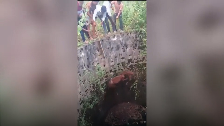 Dùng dây thừng giải cứu chú ngựa bị rơi xuống giếng 