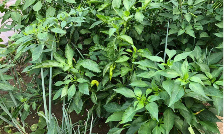 Loại lá chứa kho canxi, dưỡng gan bổ mắt, mọc đầy vườn nhưng không ai hái