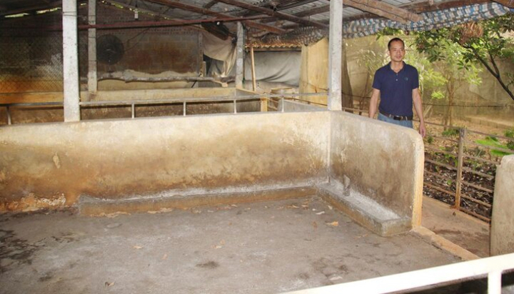 Giá heo hơi chạm đáy, người chăn nuôi dừng kế hoạch tái đàn