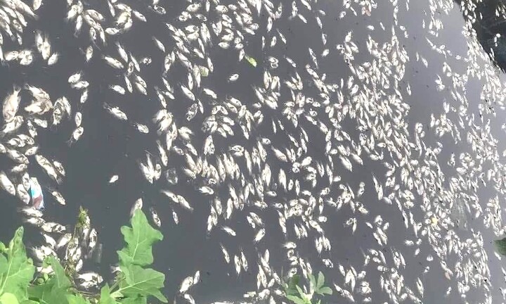 Hàng tấn cá chết nổi trắng hào thành cổ Vinh