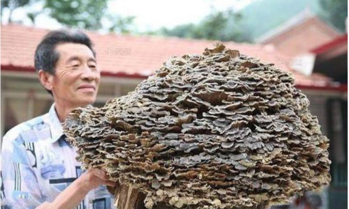 Lão nông tìm được 'cây nấm dại', đại gia vừa thấy đã đòi trả tiền tỷ mua lại