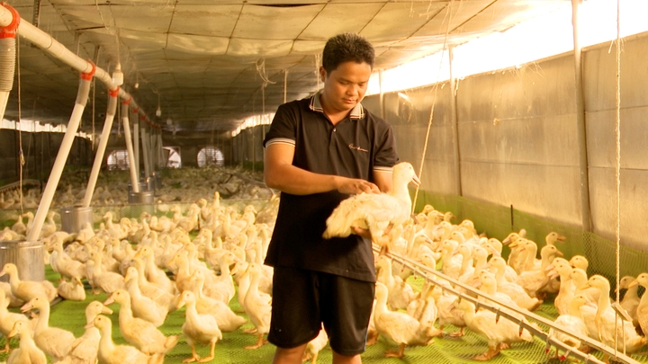 Ngành chăn nuôi Việt Nam nằm top đầu thế giới 