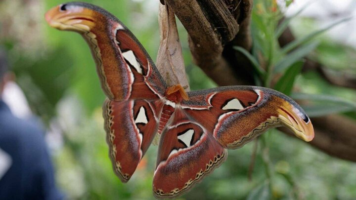 Vẻ đẹp loài bướm quý hiếm có sải cánh 'khổng lồ' nằm trong sách đỏ ở Việt Nam