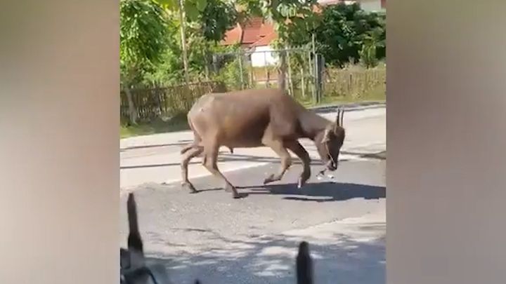 Trâu thoát khỏi lò mổ, điên cuồng tấn công người