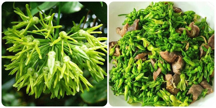 Loại hoa dễ trồng, vừa làm hàng rào lại cực tốt cho sức khoẻ