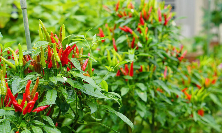 Có nên trồng cây ớt trước nhà?