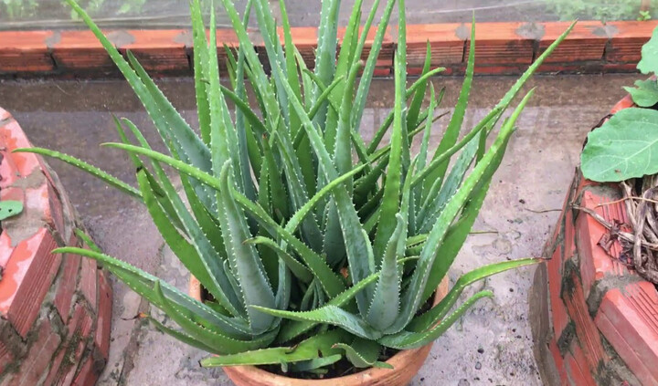 Có nên trồng cây nha đam trong nhà?