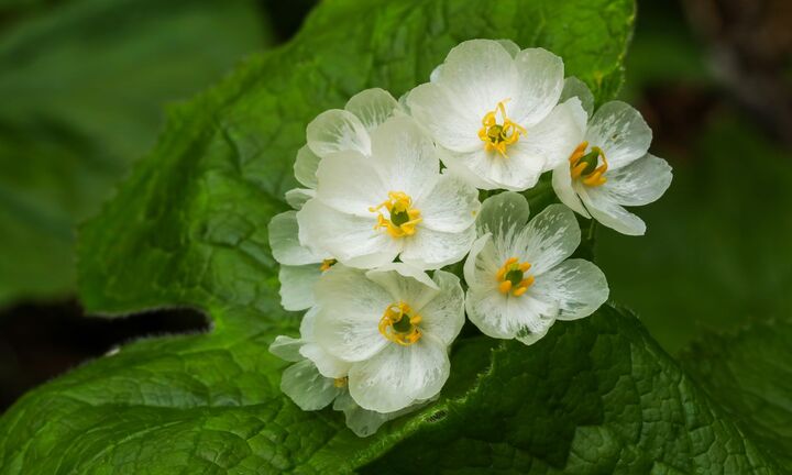 Ấn tượng loài hoa cánh trắng tinh khôi, cứ gặp mưa là trong suốt như pha lê