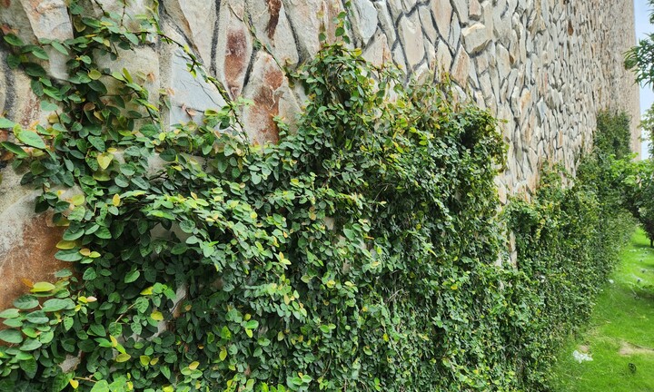 Có nên trồng cây thằn lằn trong nhà?