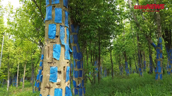 Phát hiện hoạt chất ngăn ngừa ung thư trong tinh dầu trầm hương sinh học