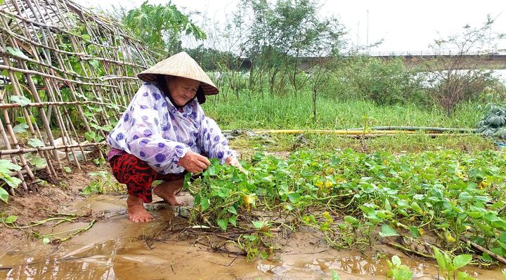 Nông dân Đà Nẵng rớt nước mắt nhặt từng cọng rau sau mưa lũ