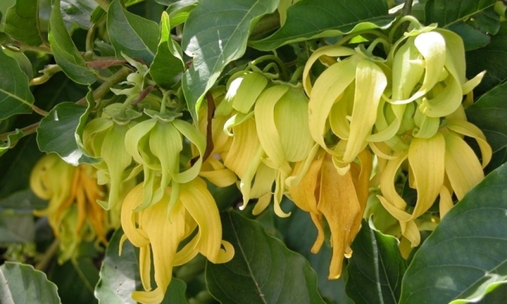 Có nên trồng cây hoa dẻ trước nhà?