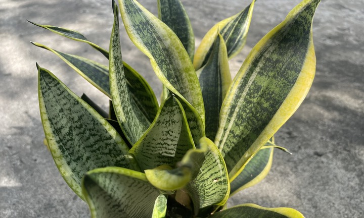 Có nên trồng cây lưỡi hổ trong nhà?