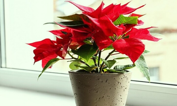 Có nên trồng cây trạng nguyên trong nhà?