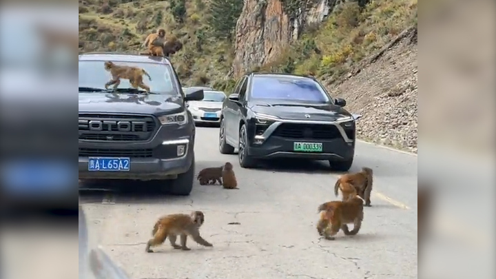 Đàn khỉ tinh nghịch biến đường phố thành 'khu vui chơi'