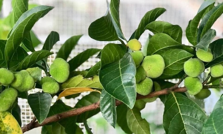 Có nên trồng cây chay trước nhà?