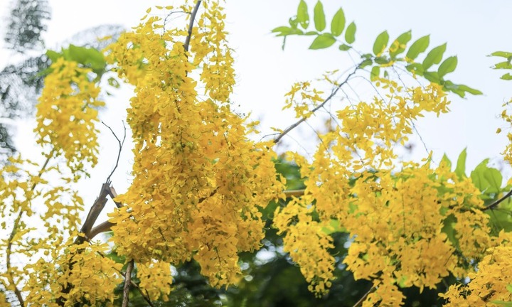 Có nên trồng cây osaka trước nhà?