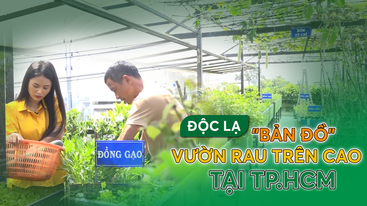 Nông nghiệp đô thị: Độc lạ 'bản đồ' vườn rau trên cao tại TP.HCM