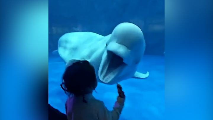 Cá heo 'hù dọa', bé gái hoảng sợ phát khóc