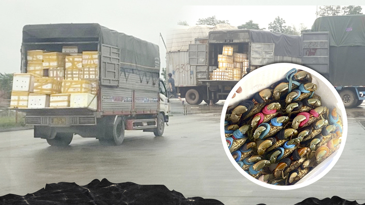 Mánh khoé sau những chuyến hàng cua Cà Mau xuất khẩu: Lỗi chỉ do doanh nghiệp? 