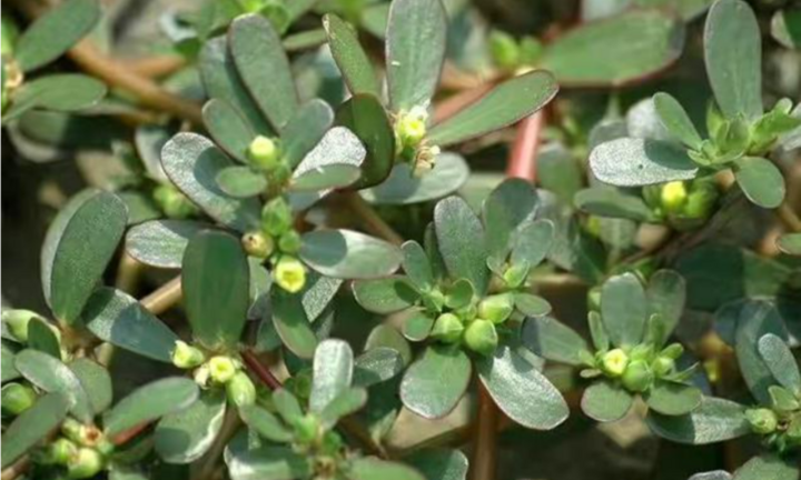 Loại rau xưa chỉ người nghèo mới ăn, đem đun nước uống nhận vô vàn lợi ích quý