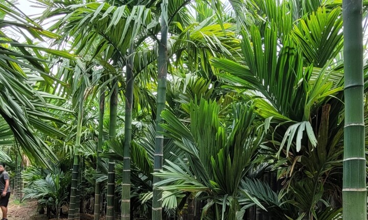 Có nên trồng cây cau trước nhà?