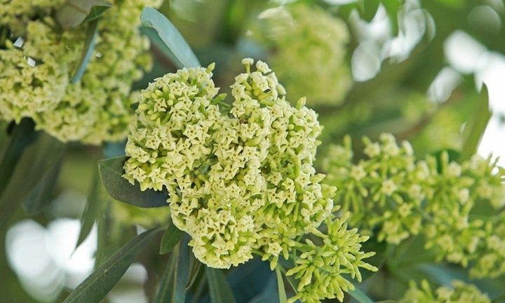 Có nên trồng hoa sữa trước nhà?