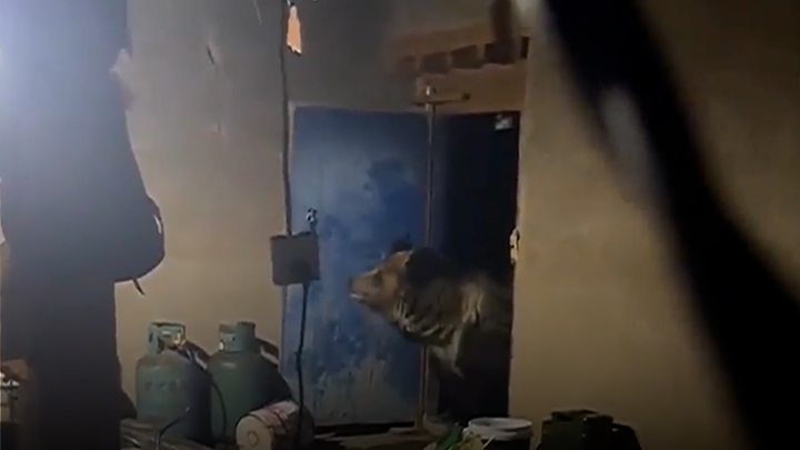 Gấu hoang xông vào nhà kho tìm thức ăn