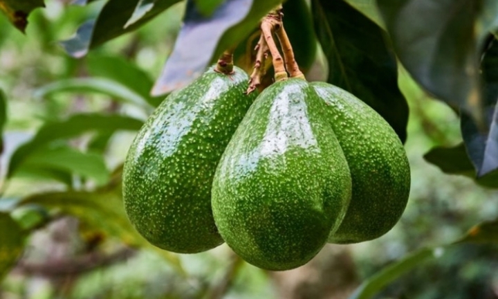 Có nên trồng cây bơ trước nhà?