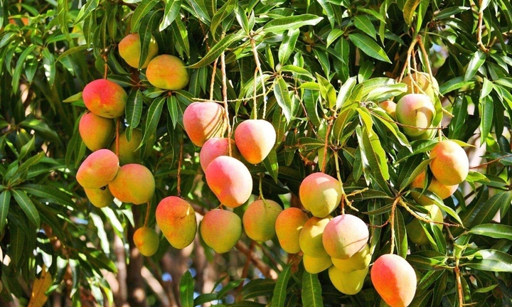 Có nên trồng cây xoài trước nhà?