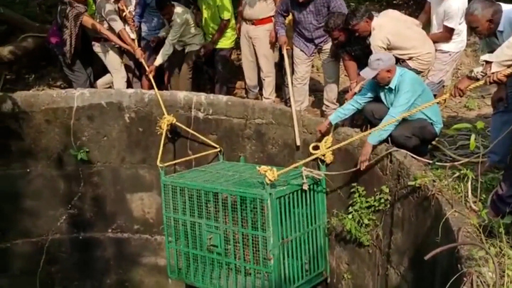 Dùng lồng sắt giải cứu con báo dưới giếng bỏ hoang