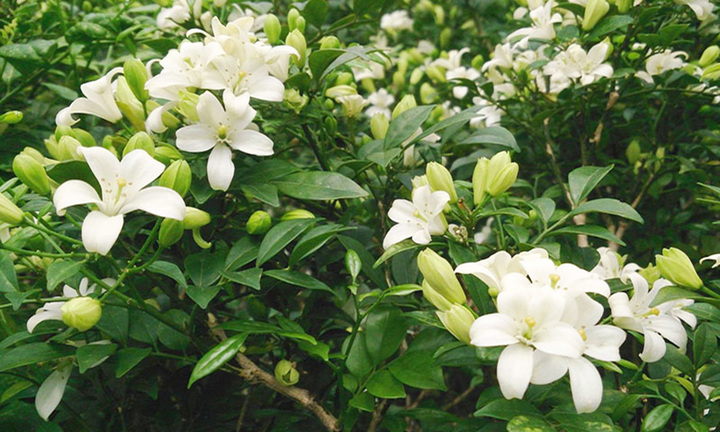 Có nên trồng cây nguyệt quế trước nhà?