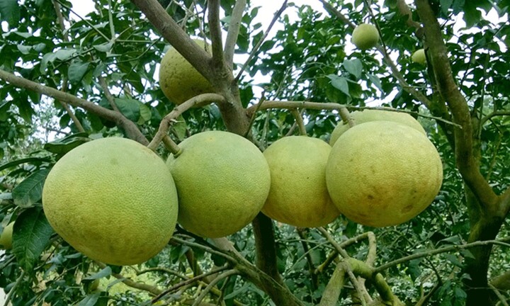 Có nên trồng cây bưởi trước nhà?