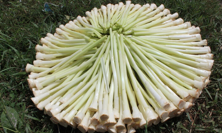 Miền Tây có mấy loại rau tên nghe lạ tai nhưng đem làm món ăn lại rất hấp dẫn