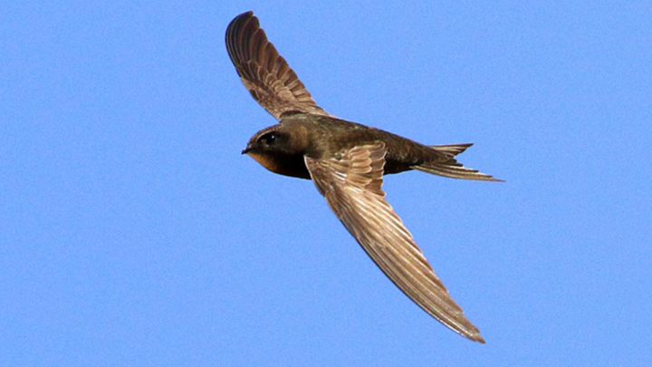 Vì sao chim yến có thể bay trong nhiều tháng mà không hạ cánh?