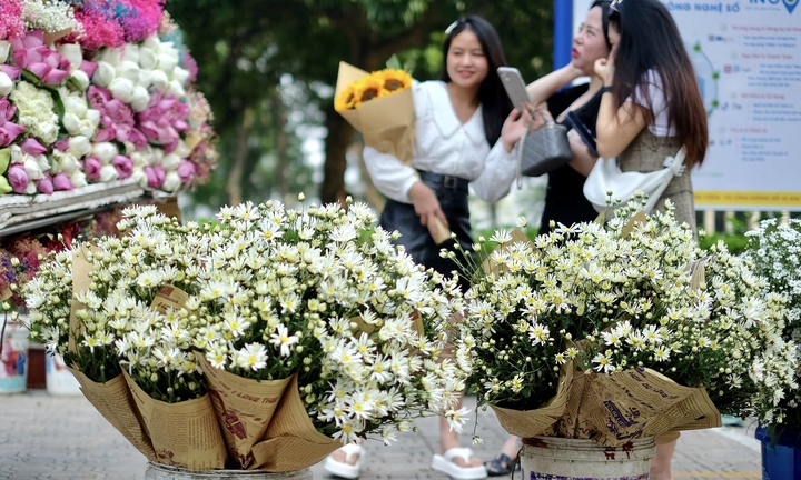 'Đặc sản' cúc họa mi đầu mùa giá chát, khách vẫn tấp nập mua