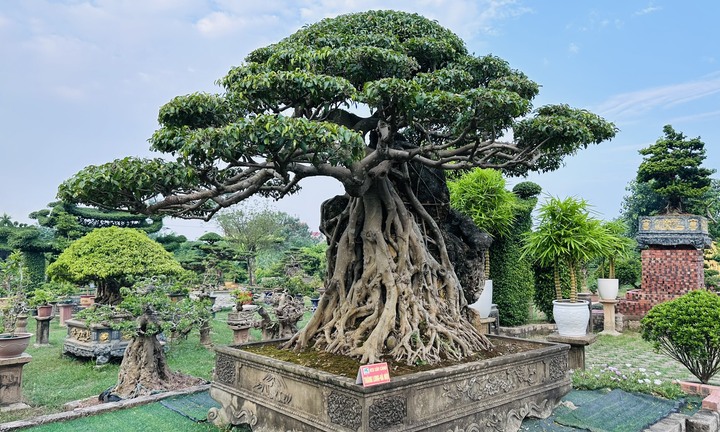 Chiêm ngưỡng cây sanh cổ 'Mộc thạch tương sinh' hiếm có khó tìm