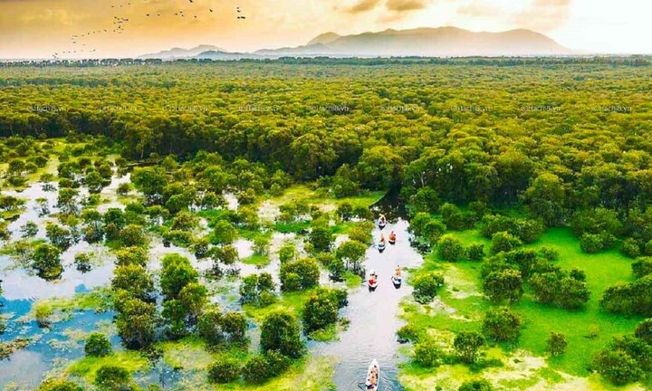 Rừng tràm đẹp nhất Việt Nam thuộc tỉnh nào? 