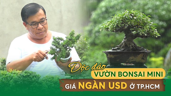 Nông nghiệp đô thị: Độc đáo vườn bonsai mini giá ngàn USD ở TP.HCM