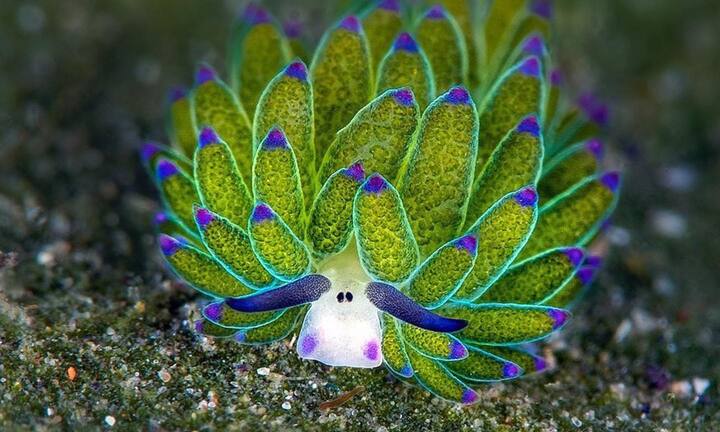 Vẻ ngoài siêu đáng yêu của loài sên biển hiếm hoi có thể quang hợp như lá cây