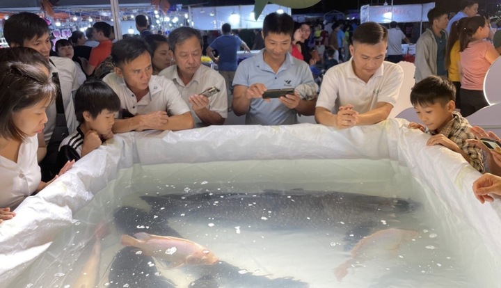 65 triệu đồng một con cá trắm đen 'khủng'