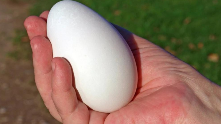 Trứng ngỗng có tác dụng gì?