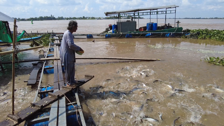 Kỳ lạ đàn cá tự nhiên hơn 100 tấn tràn vào nhà ông lão sống như thú cưng 