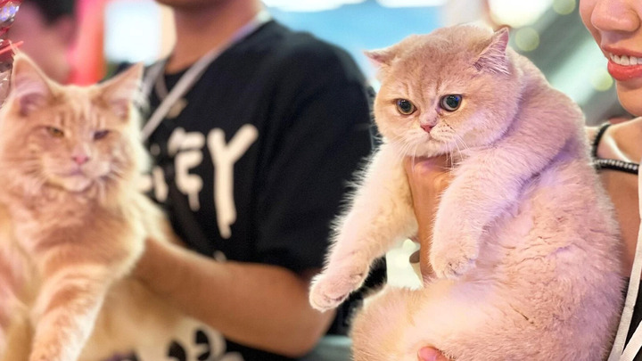Gần 90 mèo quý tộc tranh tài sắc đẹp tại cuộc thi mèo lớn nhất Việt Nam 
