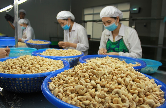 Trung Quốc ồ ạt gom mua hạt điều của Việt Nam