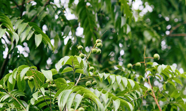 Có nên trồng cây sấu trước nhà?