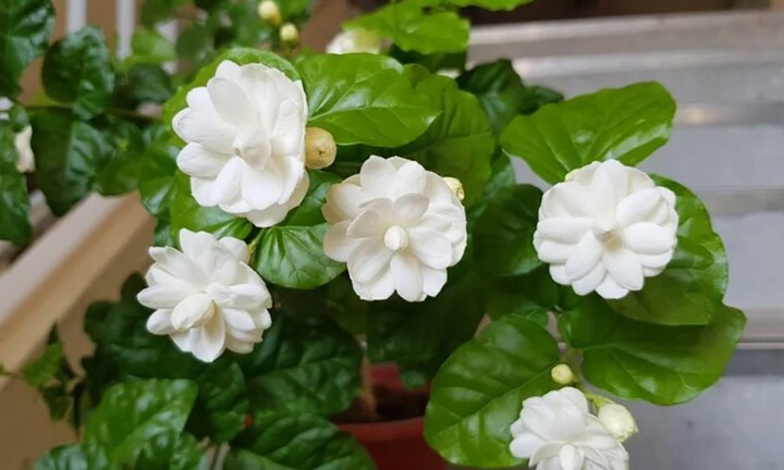 Có nên trồng hoa nhài trước nhà?