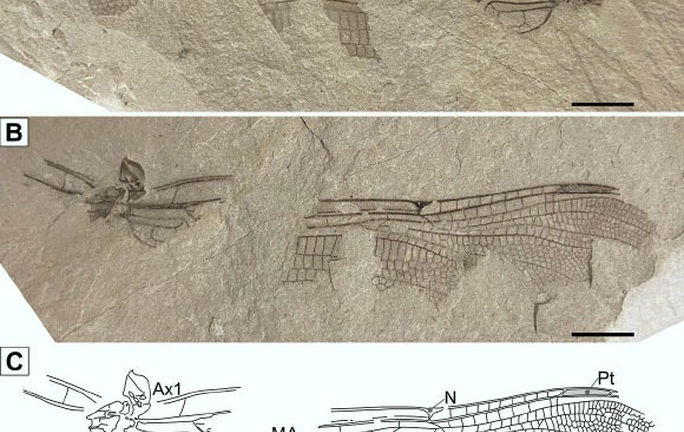 Anh: Phát hiện hóa thạch chuồn chuồn 200 triệu tuổi y hệt loài hiện đại