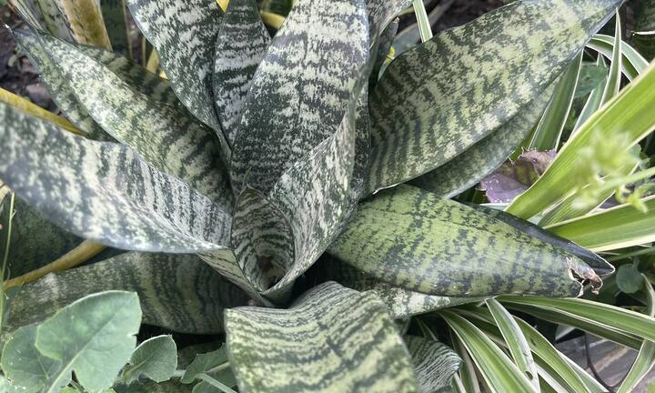 Có nên trồng cây lưỡi mèo trong nhà?